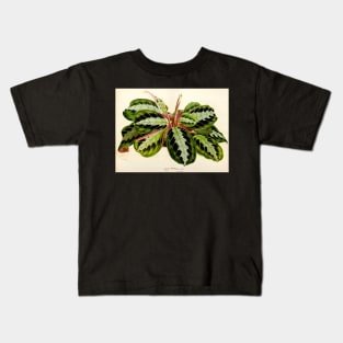 Maranta leuconeura 'Silver Band'- Flore des serres et des jardin de l’Europe - botanical illustration Kids T-Shirt